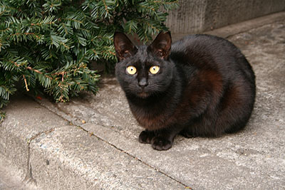 檸檬色の瞳の黒猫 神楽坂百景その26 神楽坂 荒木町百景 カメラで綴る好きなまち